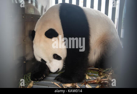 Jakarta, Indonesia. 28th Sep, 2017. Male giant panda 'Cai Tao' arrives at the airport in Jakarta, Indonesia, Sept. 28, 2017. 'Cai Tao' and female giant panda 'Hu Chun', both seven years old, were flown from China to Indonesia on Thursday for a 10-year research cooperation project. Credit: Du Yu/Xinhua/Alamy Live News Stock Photo