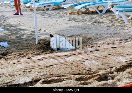 A small dog digs sand on the Cleopatra Beach in Alanya (Turkey) Stock Photo