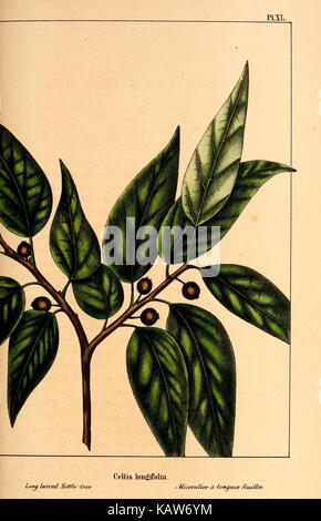 A plate from 'The North American Sylva,' a work documenting the trees of North America. This image focuses on a specific group of tree species native to the region. Stock Photo
