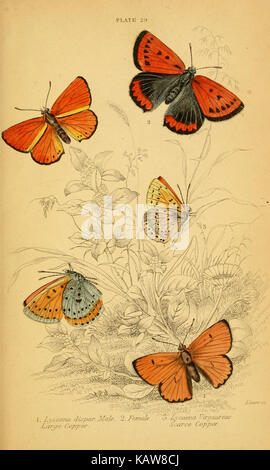 The natural history of British butterflies (Plate 29) (6076682195) Stock Photo