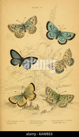 The natural history of British butterflies (Plate 32) (6077222330) Stock Photo