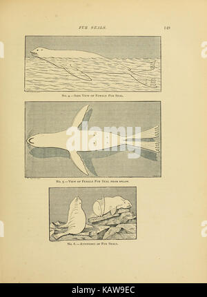 The marine mammals of the northwestern coast of North America, New York ...
