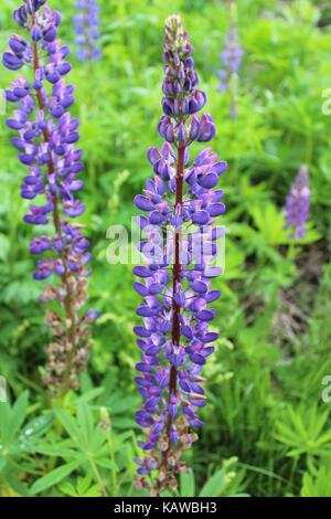 Inflorescence of purple wildflowers (lupines) against the background of green grass. Stock Photo