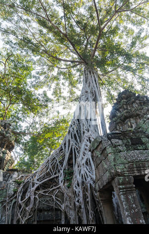 Big tree over Ta Prohm temple in siem reap cambodia Stock Photo