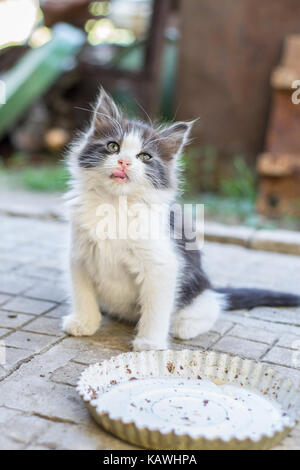 Kitten Stock Photo