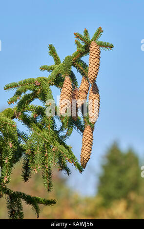 Pine Cones from Norway Spruce and Red Pine Trees Stock Photo