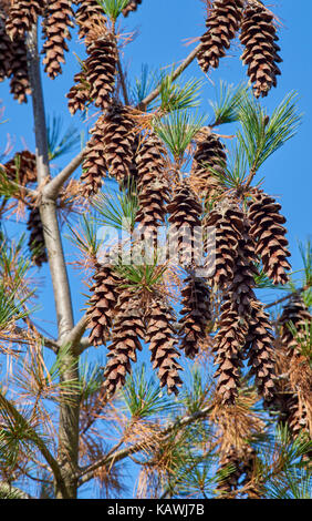 Pine Cones from Norway Spruce and Red Pine Trees Stock Photo