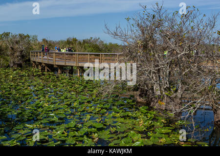 Everglades National Park, Florida.  Visitors on the Anhinga Trail Elevated Board Walk. Stock Photo