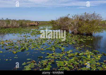 Everglades National Park, Florida.  Visitors on the Anhinga Trail Elevated Board Walk. Stock Photo