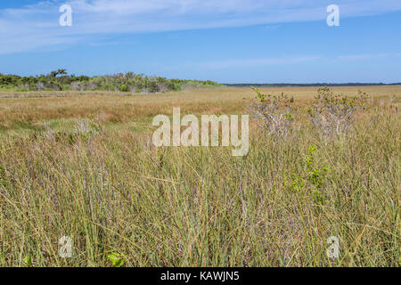 Everglades National Park, Florida.  Taylor Slough in foreground, a Seagrass Prairie with Hardwood Hammock in background. Stock Photo