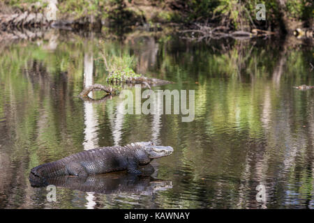 Alligator, Homosassa Springs State Park, Florida.  American Alligator. Stock Photo