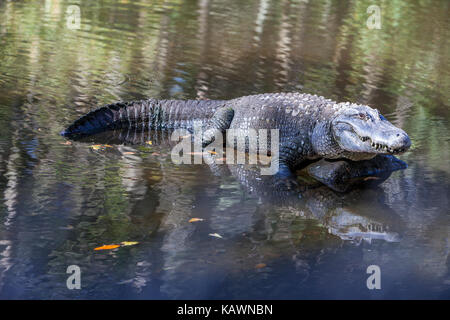 Alligator, Homosassa Springs State Park, Florida.  American Alligator. Stock Photo