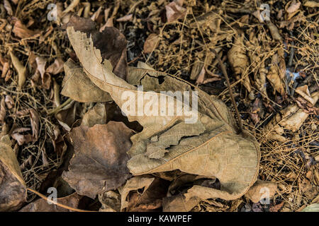 An assortment of dry leaves laying on the ground in the forest Stock Photo