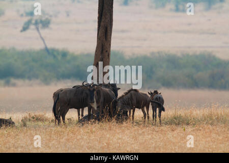 Wildebeest (connochaetes) stand round a tree on the plains of the Masai Mara, Kenya Stock Photo