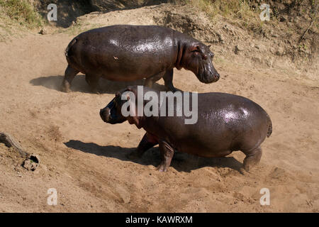 Two Hippo (Hippopotamus amphibius) squaring up to fight at the side of the Mara River in Masai Mara, Kenya Stock Photo