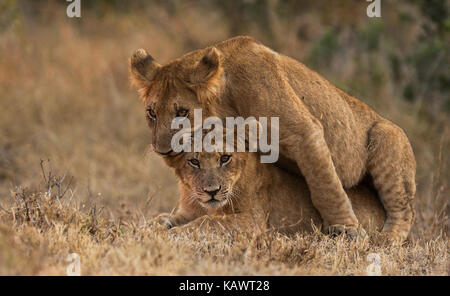 Young Lion cubs (Panthera Leo) playing and waiting for their mother to return to the pride. Masai Mara, Kenya Stock Photo