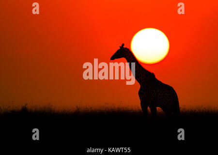masai-giraffe-at-sunset-masai-mara-national-reserve-kenya-stock-photo