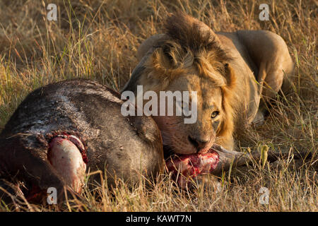 Male Lion (panthera leo) with Wildebeest prey. Masai Mara, Kenya