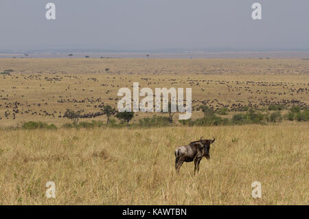 Lone Wildebeest with herd in distance on the plains of the Mara. Masai Mara, Kenya Stock Photo