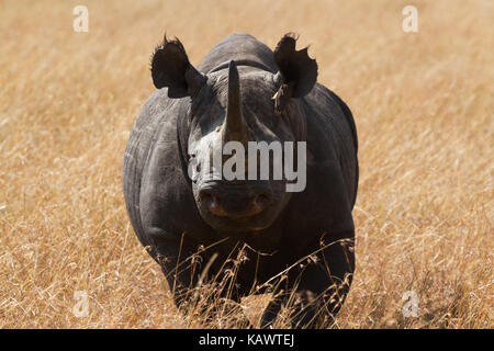 Head on shot of Black Rhino crossing the plains. Masai Mara, Kenya Stock Photo