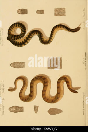 The poisonous snakes of India (Plate 18 Stock Photo - Alamy