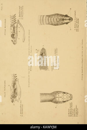 The poisonous snakes of India (Plate 21 Stock Photo - Alamy