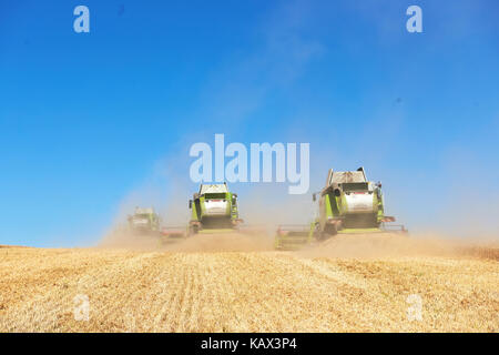 TERNOPIL - JULY 20: A few combines cutting a swath through the middle of a wheat field during harvest on July 20, 2017, in Ternopil Stock Photo