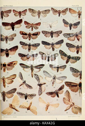 The moth book BHL17026524 Stock Photo