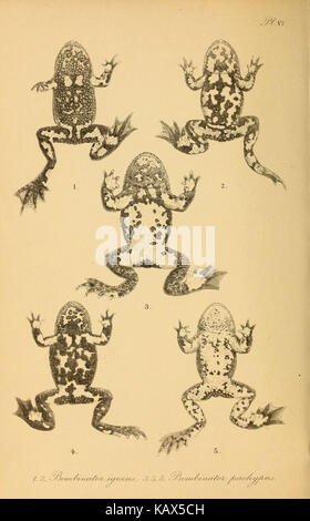. The tailless batrachians of Europe. Frogs; Amphibians. kSkbleton. 35 ...