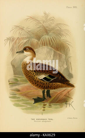 The Indian ducks and their allies, Ducks, Game Birds, India Stock Photo ...