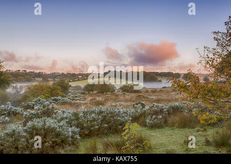 early misty morning sunrise with dew covered webs at Postbridge, Dartmoor National Park, Devon, UK in September Stock Photo