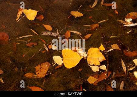 Autumn etude with the fallen-down yellow leaves on a water smooth surface Stock Photo