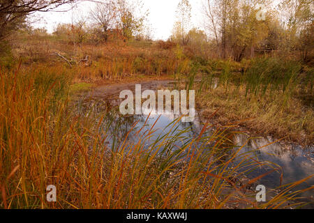 Autumn etude on the bank of a small reservoir Stock Photo