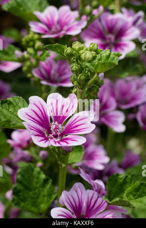Purple Common mallow flowers Stock Photo