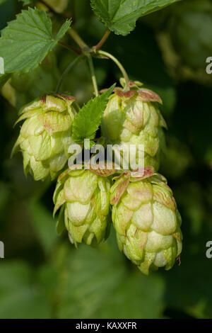 Twig of a hop plant close up Stock Photo