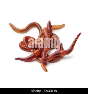 Heap of earthworms on white background Stock Photo