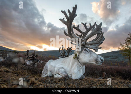 rein deer in northern Mongolia Stock Photo