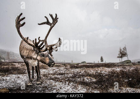 reindeer in a snow in Northern Mongolia Stock Photo