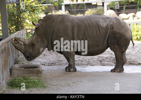 The old big rhinoceros Stock Photo
