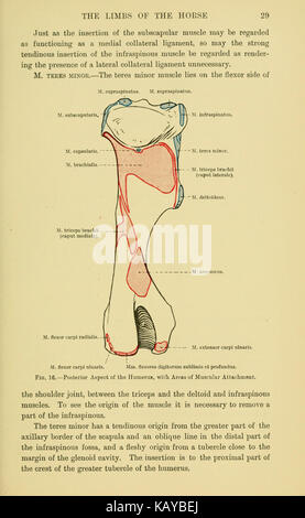 The topographical anatomy of the limbs of the horse (Page 29) BHL23953766 Stock Photo