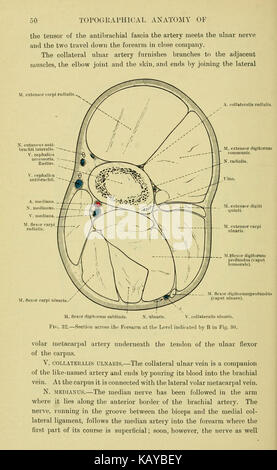 The topographical anatomy of the limbs of the horse (Page 50) BHL23953806 Stock Photo