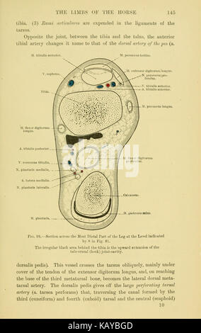 The topographical anatomy of the limbs of the horse (Page 145) BHL23953901 Stock Photo