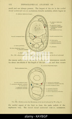 The topographical anatomy of the limbs of the horse (Page 152) BHL23953908 Stock Photo