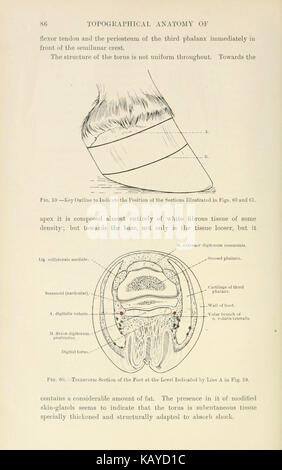 The topographical anatomy of the limbs of the horse (Page 86) BHL9369282 Stock Photo