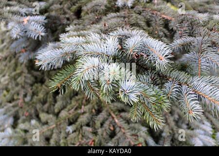Fluffy branch of black spruce growing in the garden. Stock Photo