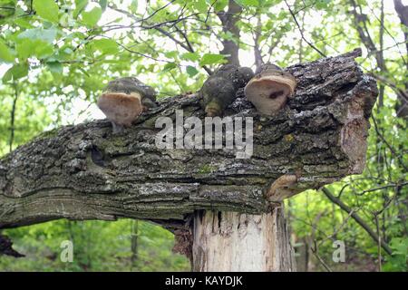 The wood fungus grew on the trunk of a tree thrown by a storm. Stock Photo