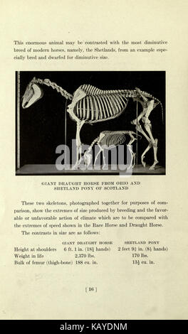 The horse, past and present, in the American Museum of Natural History and in the Zoological Park (Page 16) BHL16978117 Stock Photo