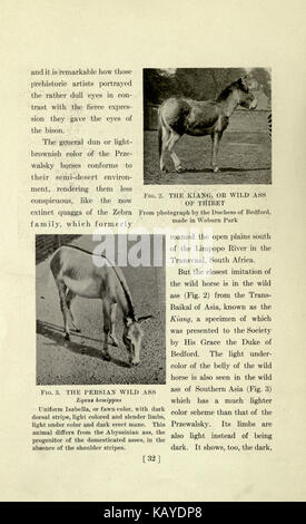 The horse, past and present, in the American Museum of Natural History and in the Zoological Park (Page 32) BHL16978133 Stock Photo