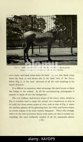 The horse, past and present, in the American Museum of Natural History and in the Zoological Park (Page 33) BHL16978134 Stock Photo