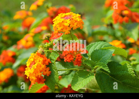 Lantana camera, in flower Stock Photo